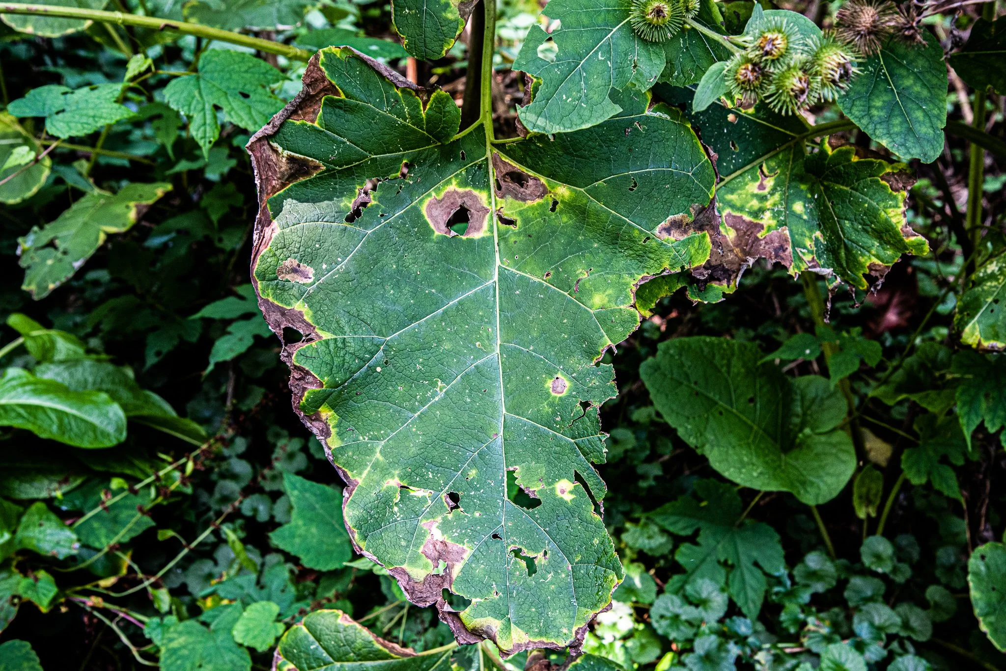 DSC_5703.jpg