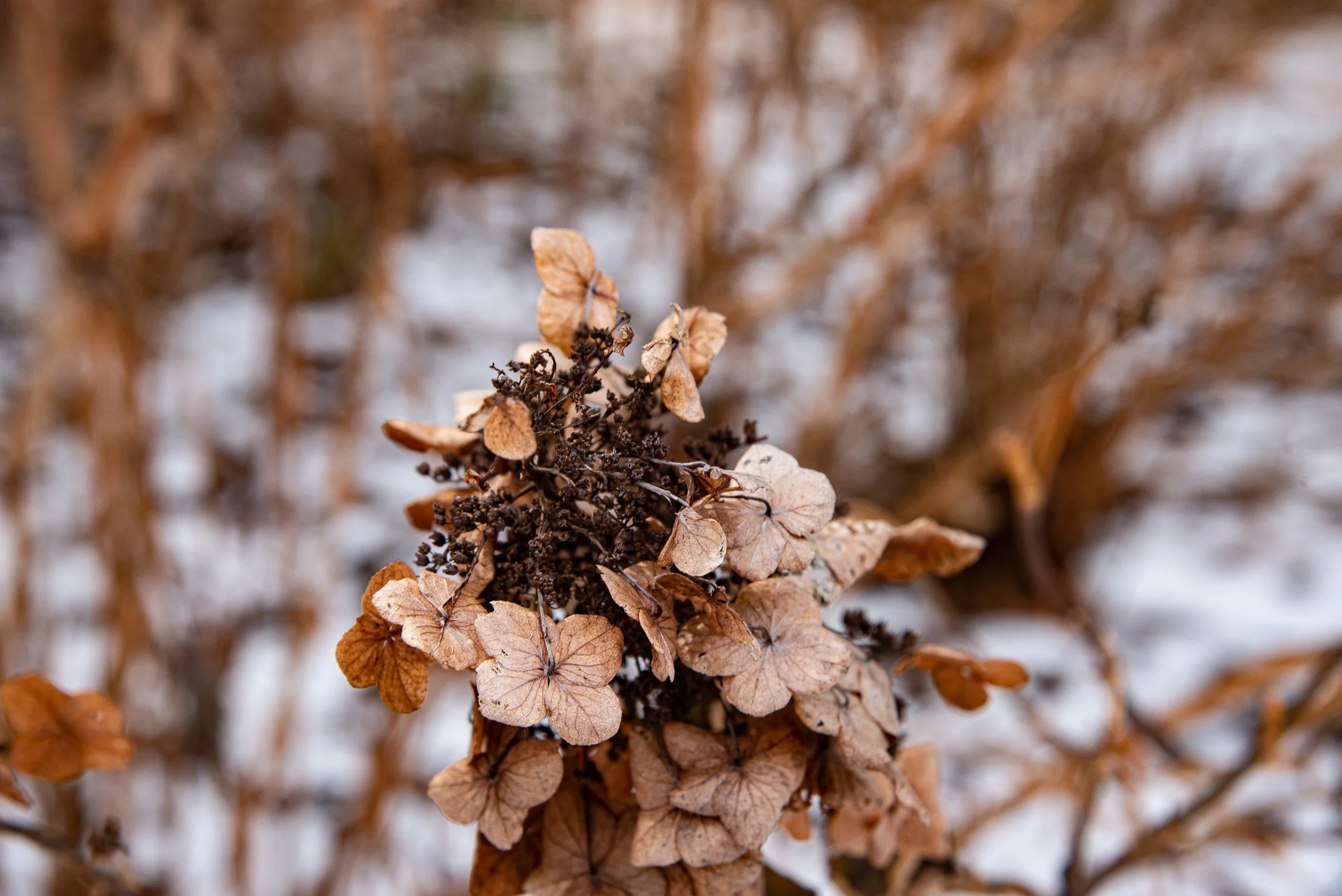 DSC_1157.jpg