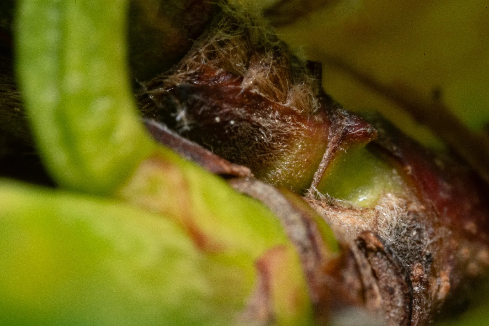 DSC_4256.jpg