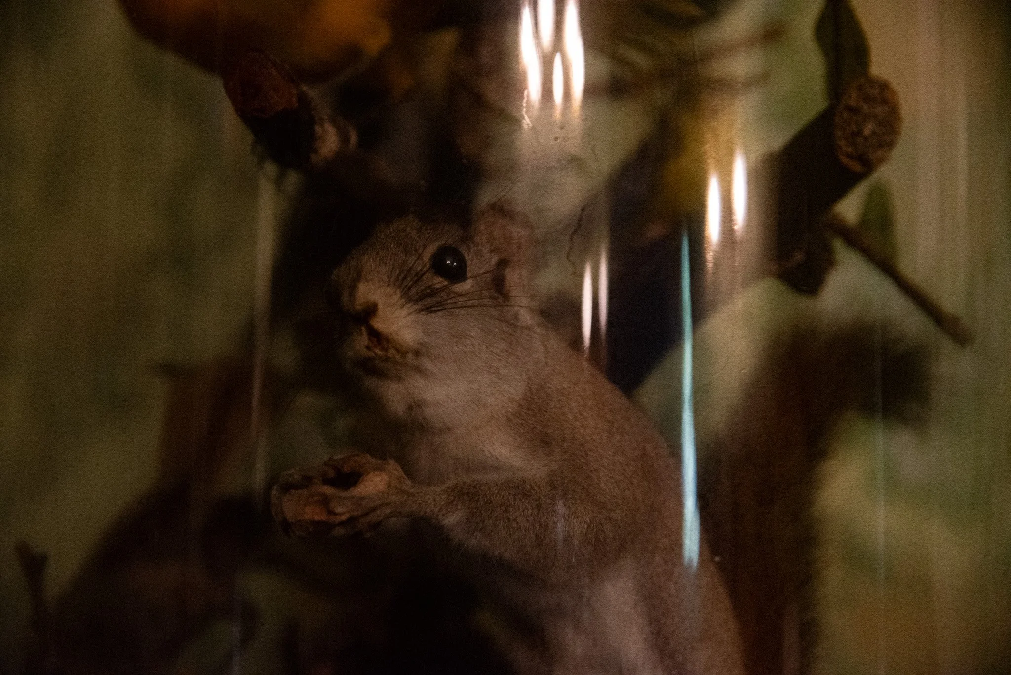 DSC_0803.jpg