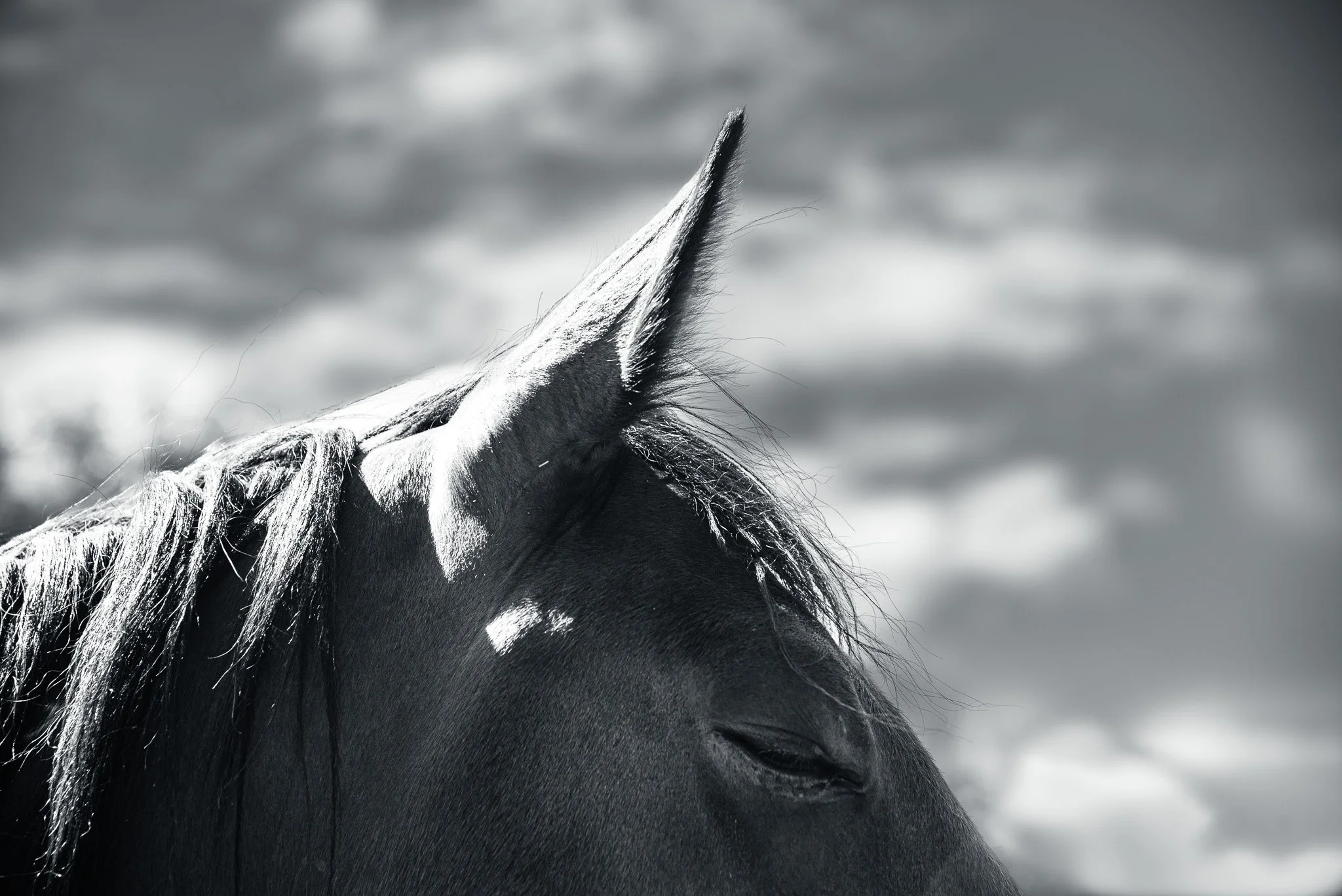 The Horses of Hopewell
