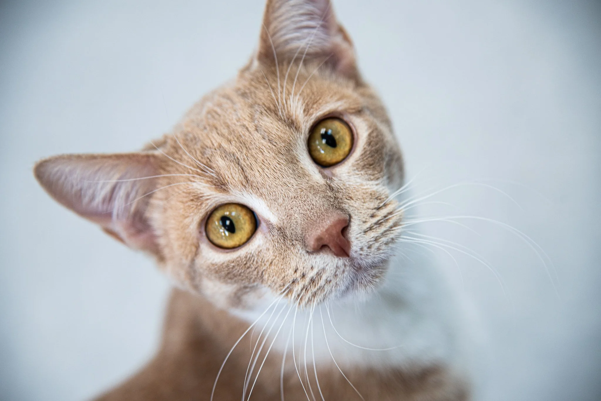 Portrait of a Cat Cafe
