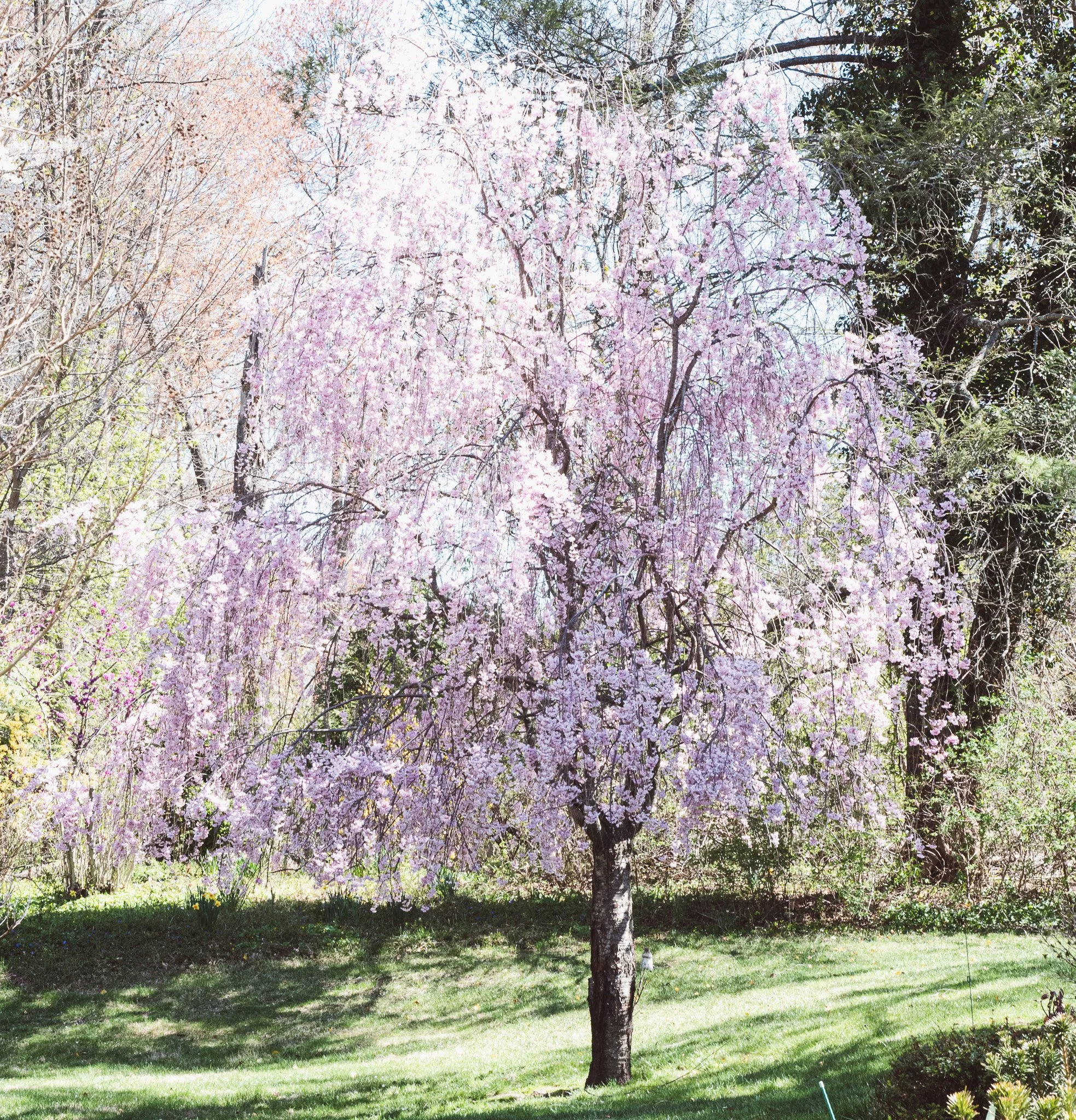 DSC_0634.jpg