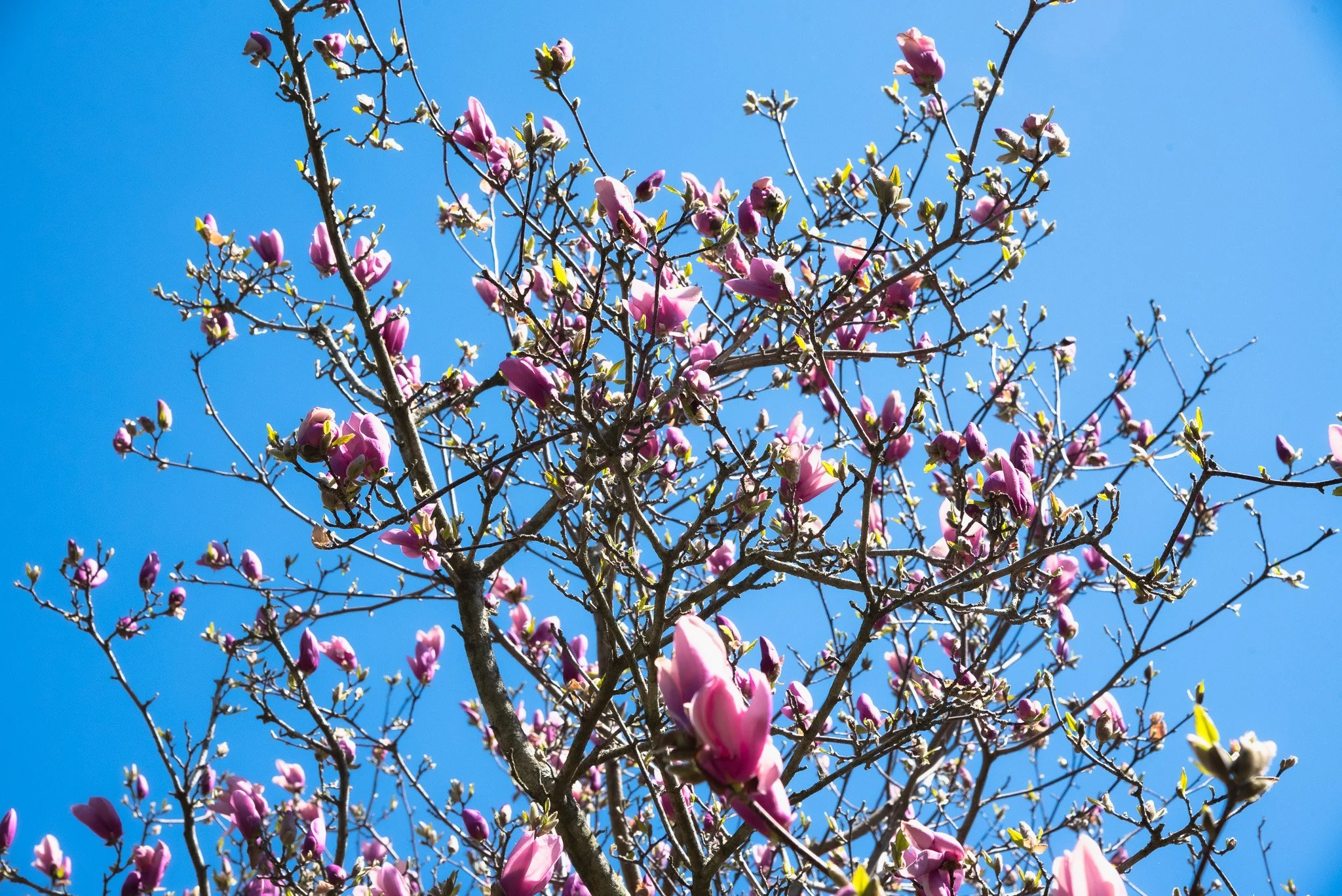 DSC_0648.jpg