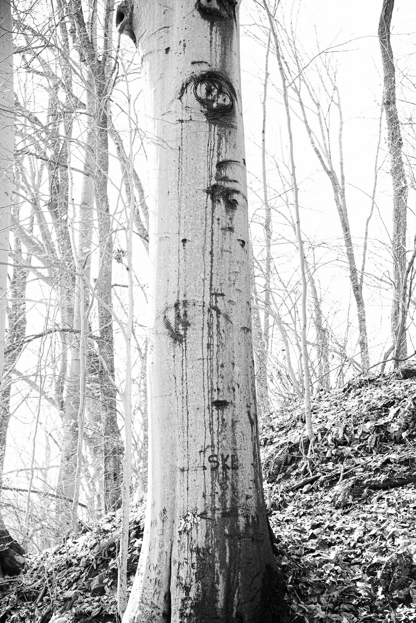 The Crying Tree