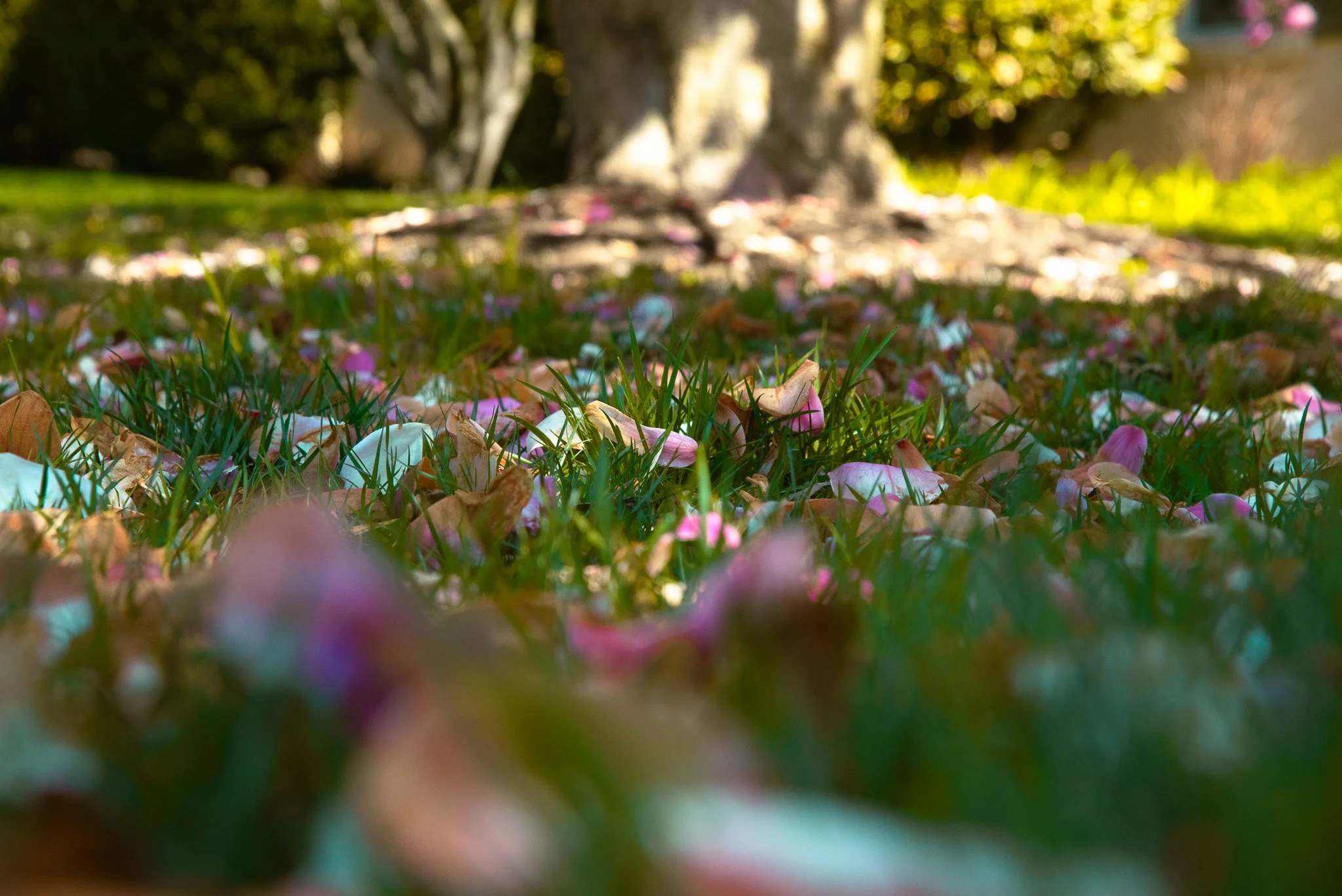 DSC_0609.jpg