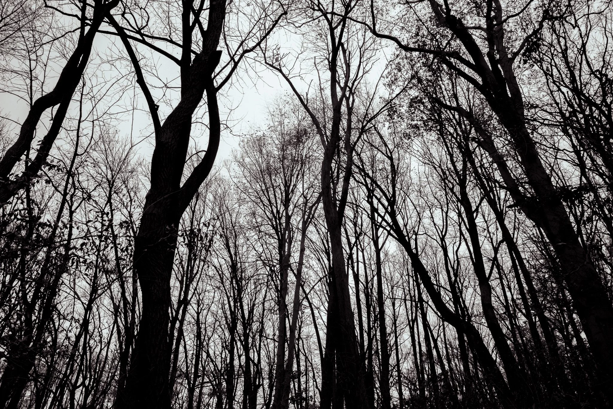 DSC_8619.jpg