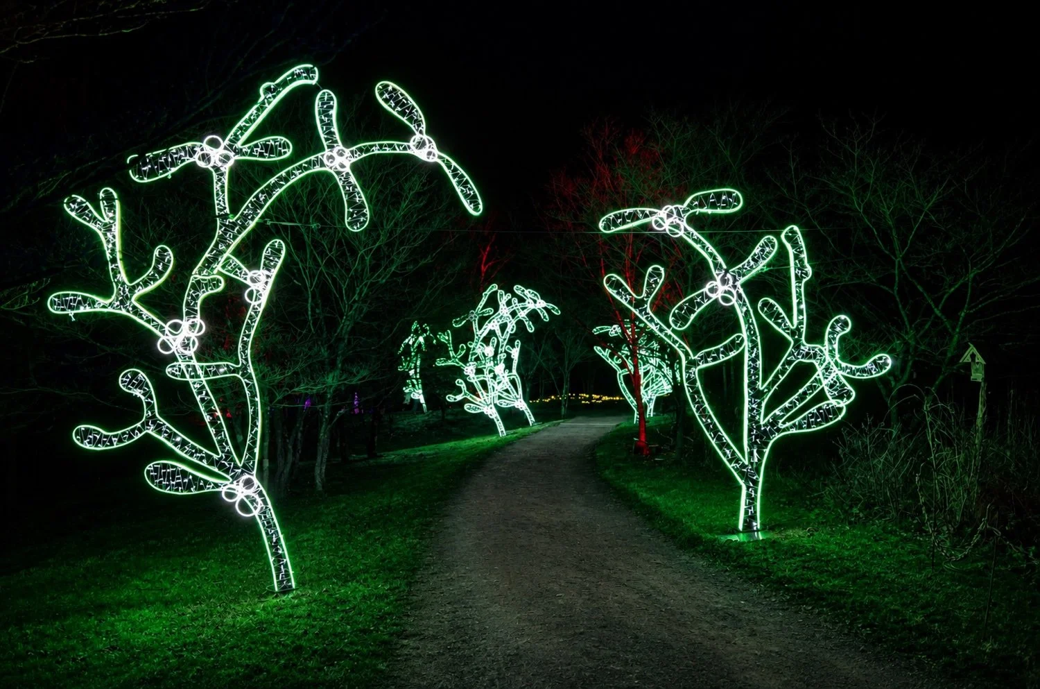 Under the Mistletoe, a pathway beneath glowing mistletoe sculptures