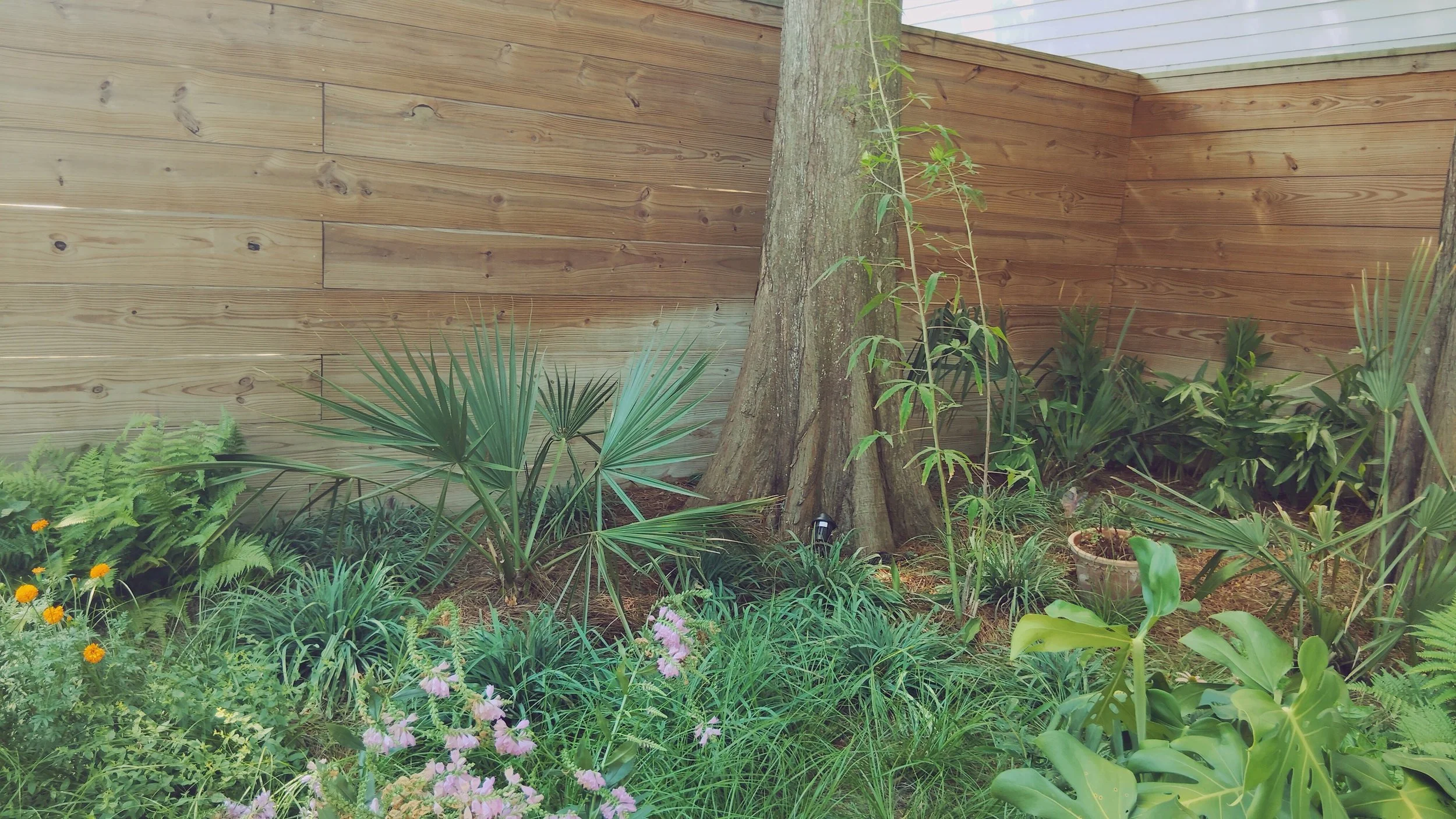 poolside-native-planting-new-orleans-courtyard-swamp-fly.jpg