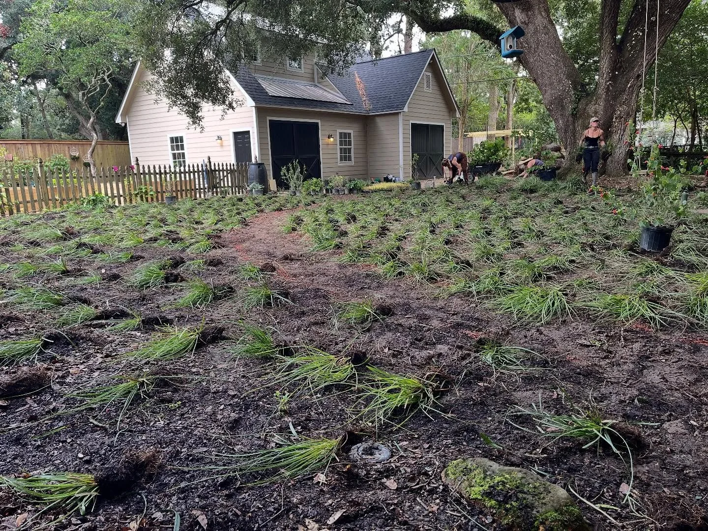 Carex cherokeensis lawn for this lovely backyard 🌱🧚