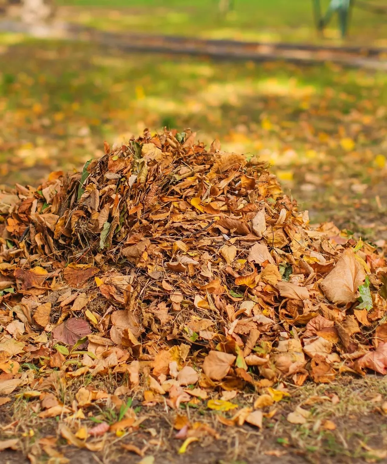 IT&rsquo;S GETTIN CLOSE TO THAT TIME OF YEAR, YA&rsquo;LL! 🎃 🦃 🎅🏼 

We all know how much our fellow Louisianans take pride in their yards. But have you ever considered that raking up and disposing of your leaves is doing more ecological harm than