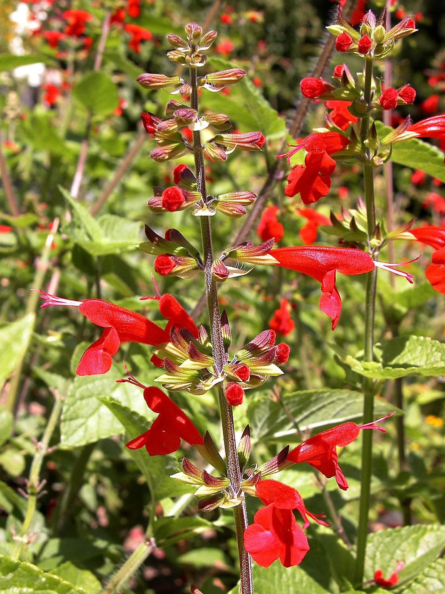 🆔:Salvia coccinea, Scarlet sage!
A native herbaceous perennial from the southeastern U.S. that produces vibrant red flowers from late spring through fall. 

🦋 🐛 🐝 🦋 🐝 🦋 🐛 

Ruby-throated Hummingbirds are its primary pollinator. But it is a po