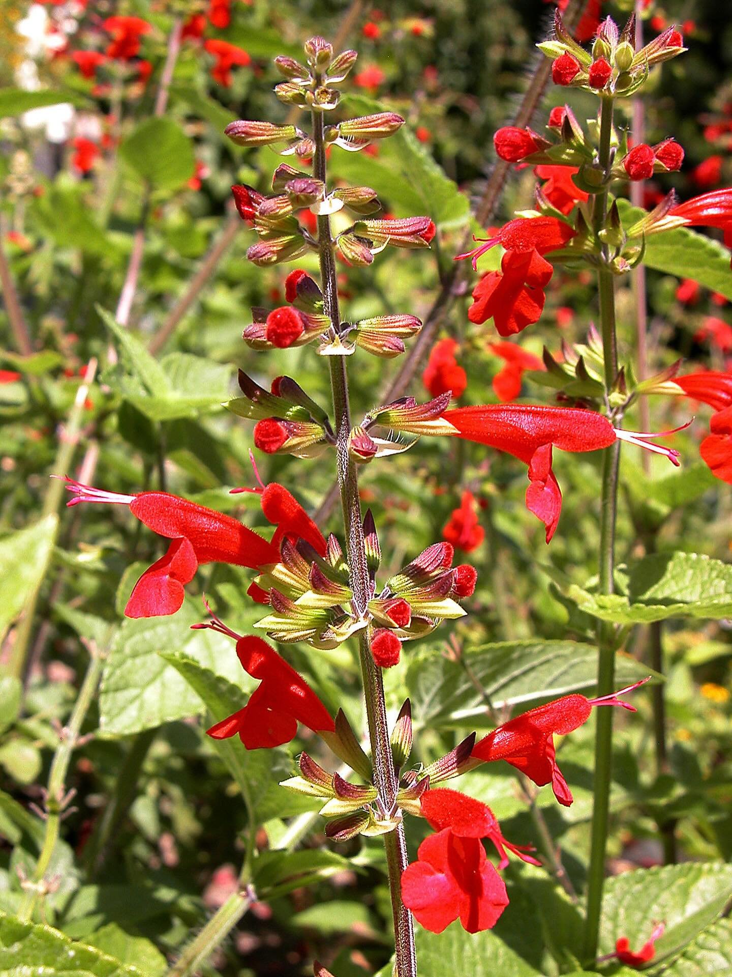 🆔:Salvia coccinea, Scarlet sage!
A native herbaceous perennial from the southeastern U.S. that produces vibrant red flowers from late spring through fall. 

🦋 🐛 🐝 🦋 🐝 🦋 🐛 

Ruby-throated Hummingbirds are its primary pollinator. But it is a po