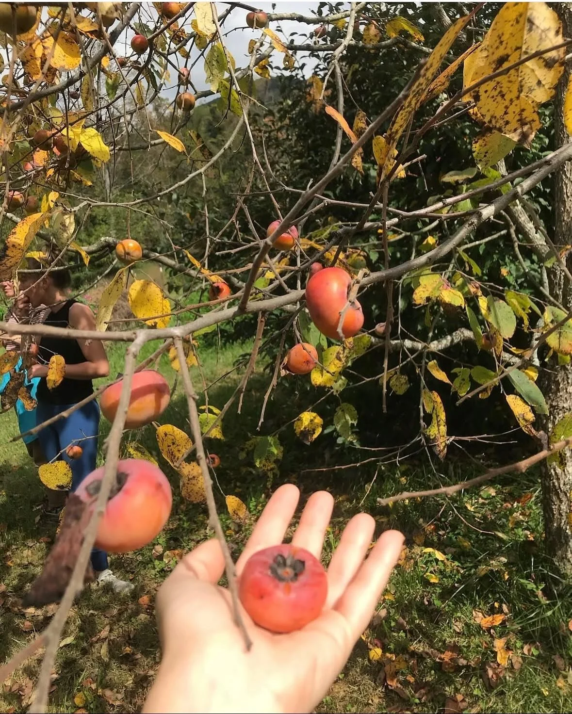 FOR MORE IN-DEPTH HISTORICAL FACTS AND PHOTOS ABOUT THIS AMAZING TREE, PLEASE SEE OUR BLOG AT 
Swampflyla.com/blog !!!!!!

🆔: Persimmon!&nbsp; Diospyros virginiana! 
Also called Possumwood, Date Plum, Winter Plum, Possum apples, Sugar plum and Jove&