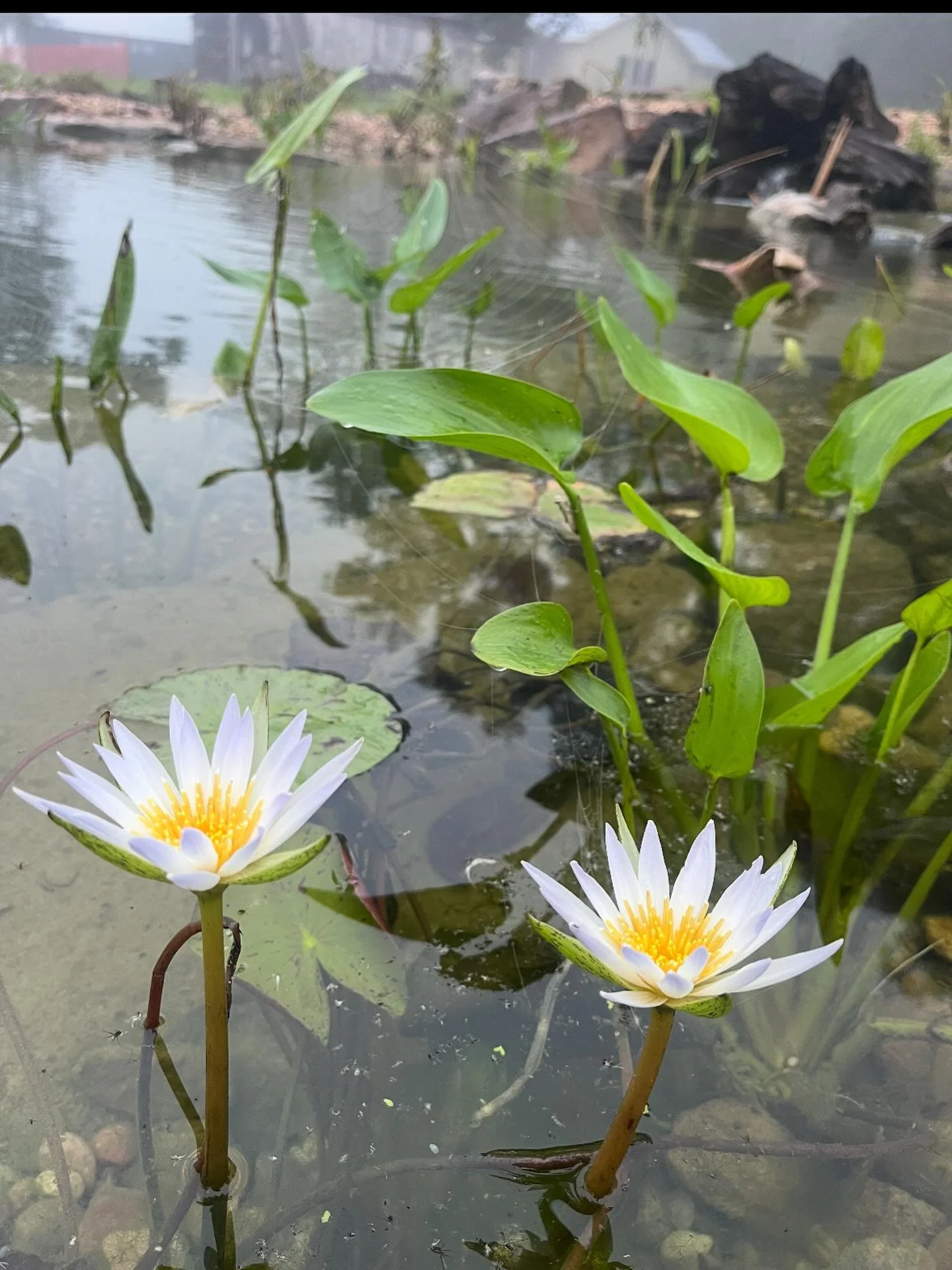 🆔: Nymphaea odorata, or Fragrant waterlily!
One of the most common white water-lilies, Fragrant Waterlily&rsquo;s flowers and leaves float on the water. Native to eastern North America but considered invasive in the Pacific North West! 
⚜️In Cajun C