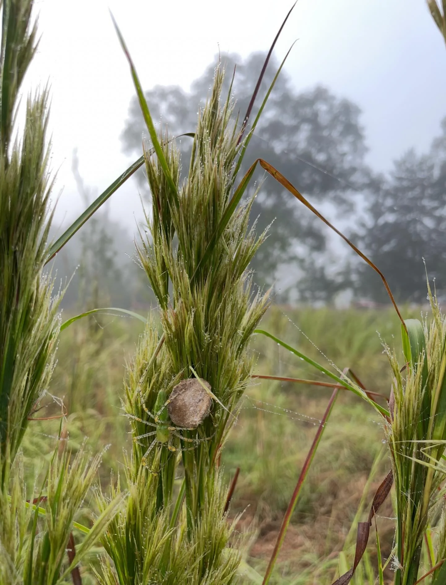 🎃It&rsquo;s Halloween week, y&rsquo;all 👻 

🕷️Here is the Green Lynx Spider (Peucetia viridans) a beneficial predator known for its vibrant green color and long legs. They prefer open spaces with plenty of vegetation to hunt on, such as grasslands