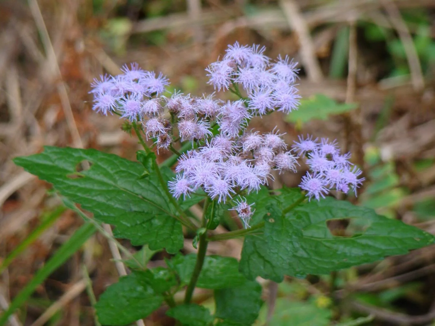 🆔 Blue mistflower aka Conoclinium coelestinum (used to be Eupatorium coelestinum but was reclassified)! 
⚜️In Cajun country you may hear it called &ldquo;t&ecirc;te de femme bleu&rdquo; which means blue-headed woman 💋

🦋 🐝 🪲 🦋 🐝 🪲

Bees, skip