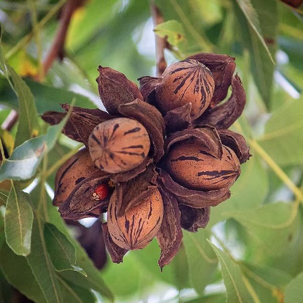 Pralines, pecan pie, pecan bread stuffing, pecan bread pudding, pecan candied yams, pecan wood-smoked duck/ham/fish... 

🌰 🍪 🍠 🥧 🍪 🍠 🥧 🌰

Pecans! A native plant and prized holiday staple to give thanks to, for all of us gourmands! 
The pecan 