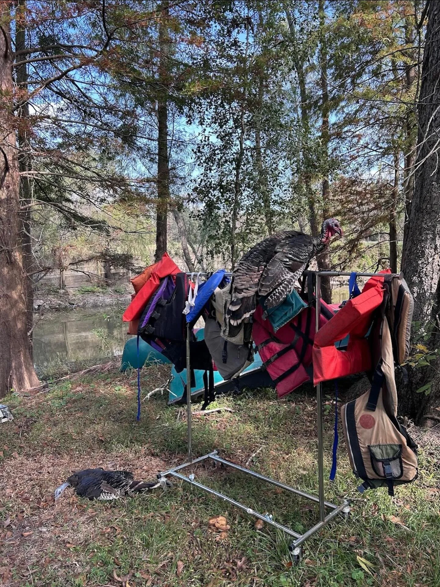 🦃 Bonne f&ecirc;te des dindes from Tiny and Tiny 2, our office mascots! (Don&rsquo;t worry, they&rsquo;re safe!)