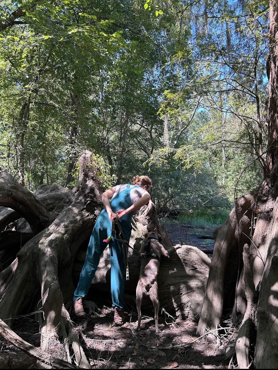 🌲 🪾In Louisiana you might hear a cypress tree called &ldquo;Cypre&rdquo; or &ldquo;cipre,&rdquo; and the knees called &ldquo;boscoyos&rdquo; or &ldquo;boscoillots&rdquo;...
But did yall know that the function of cypress knees isn&rsquo;t fully know