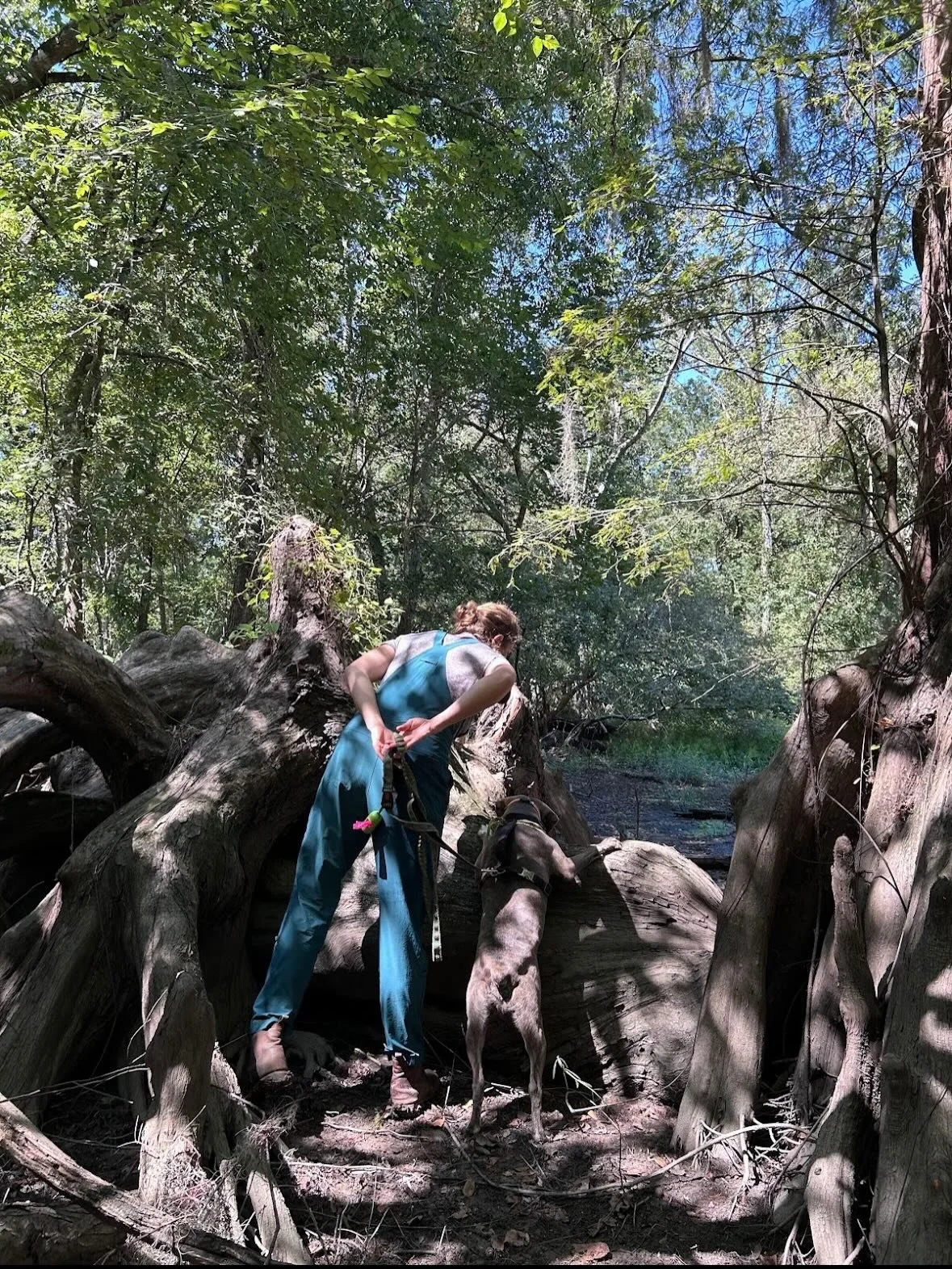 🌲 🪾In Louisiana you might hear a cypress tree called &ldquo;Cypre&rdquo; or &ldquo;cipre,&rdquo; and the knees called &ldquo;boscoyos&rdquo; or &ldquo;boscoillots&rdquo;...
But did yall know that the function of cypress knees isn&rsquo;t fully know