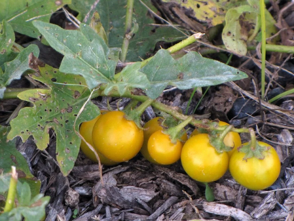 🆔: Horse nettle, Solanum carolinense! Native to the central and southeastern United States and northern Mexico. It is in the nightshade family which includes potatoes, tomatoes and peppers! Can&rsquo;t you see the resemblance? 🍅 🫑 🍆 
⚜️In Cajun c