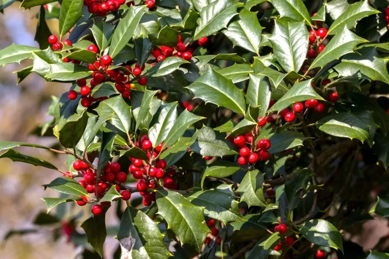 🆔: Ilex opaca, or American holly, is a species of holly native to the eastern &amp; south-central United States. It is a great substitute for Ilex aquifolium (English holly), Ilex cornuta (Chinese holly), &amp; Cupresssocyparis leylandii (Leyland cy