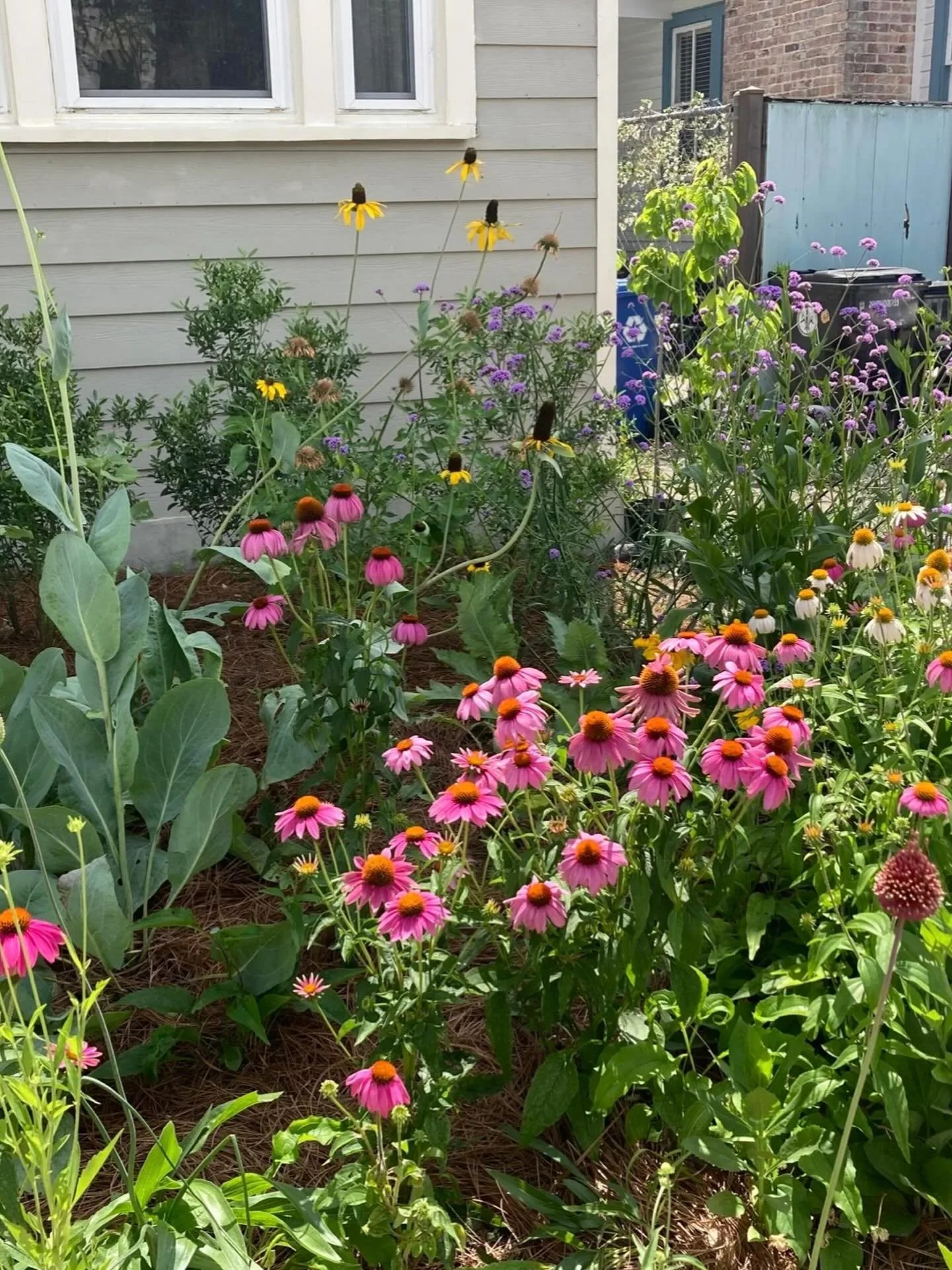 🎉 Bonne Ann&eacute;e/Happy New Year from Swamplfy! 🎉 

⏰ Ready to turn over a new leaf 🍃 for 2026 and become a VALUABLE supporter of our local pollinators 🐝 and ecosystem ♻️ by simply planting native plants? 
Let the Swampfly team 💪🏼 show you t