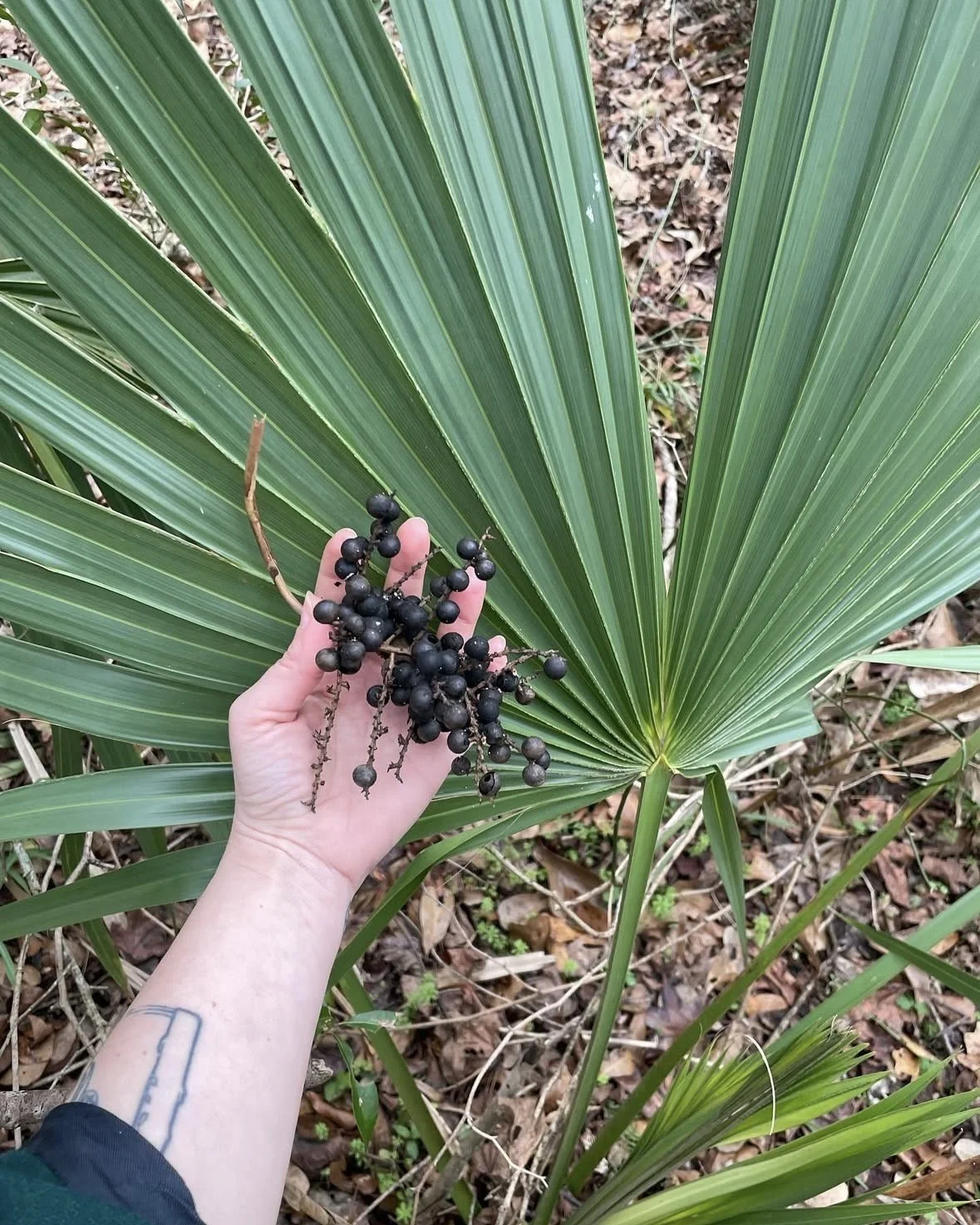 Dwarf Palmetto