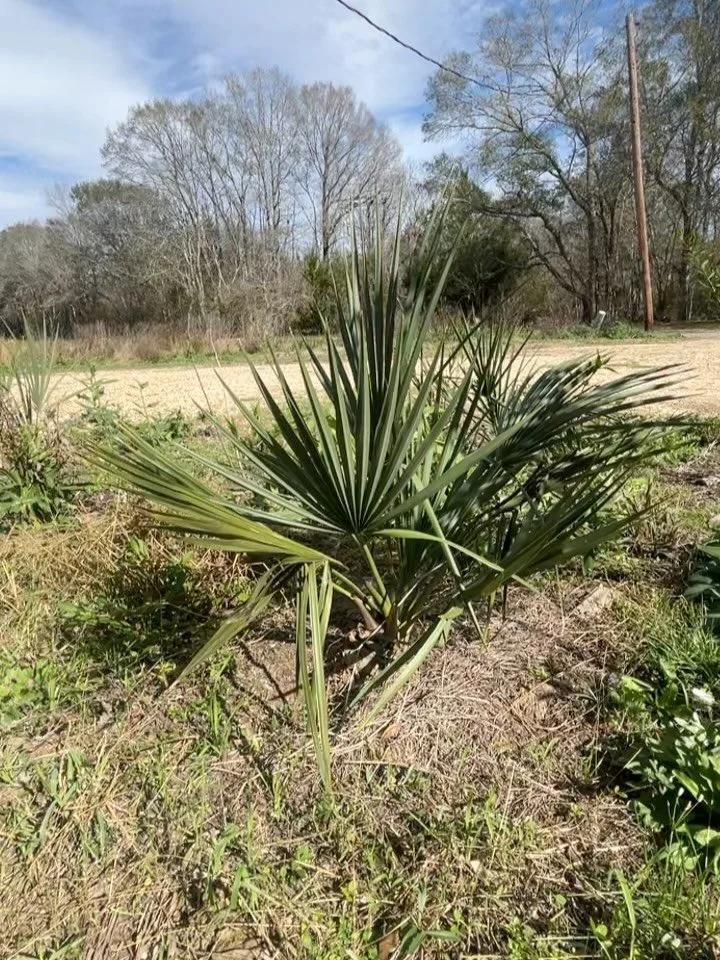 🆔: Dwarf palmetto! Sabal minor. Around the winter time (right now!) it&rsquo;s deep green fan-like leaves stand out pretty strikingly against the brown and gray backdrop that is Louisiana flora in dormancy 😍
⚜️In Cajun country, you might hear it ca