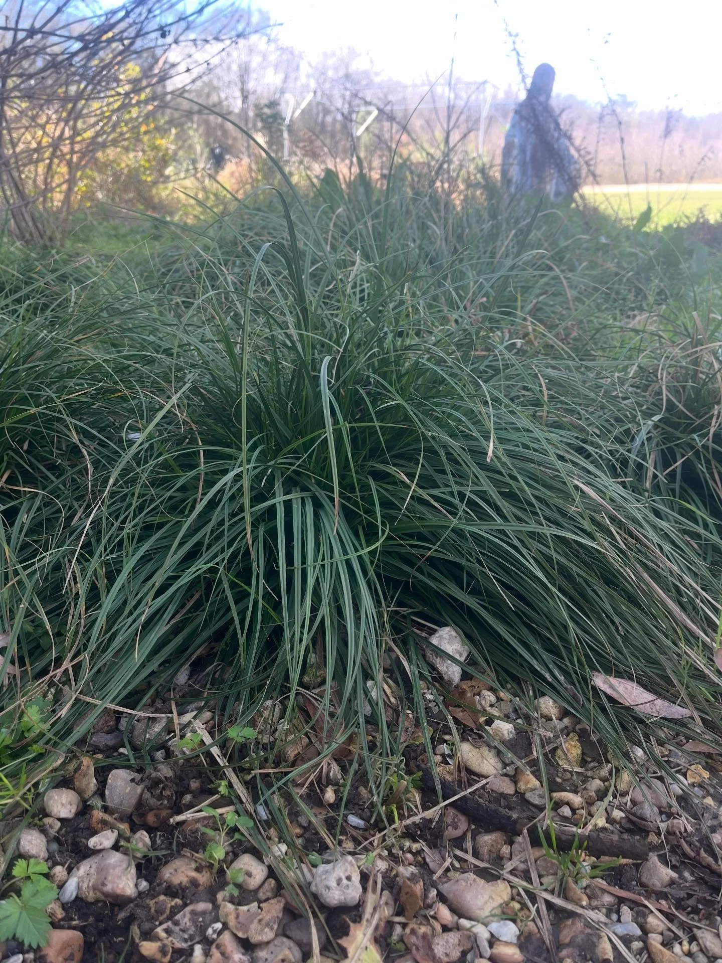 🆔 Cherokee Sedge aka Carex cherokeensis, is an evergreen perennial sedge native to the southeastern and southcentral United States. 

 🌾 🪲 🐦&zwj;⬛ 🌾🪺 🐭 🌾🐛 🦋 🌾

Cherokee sedge provides cover for insects and small animals, the seeds provide 