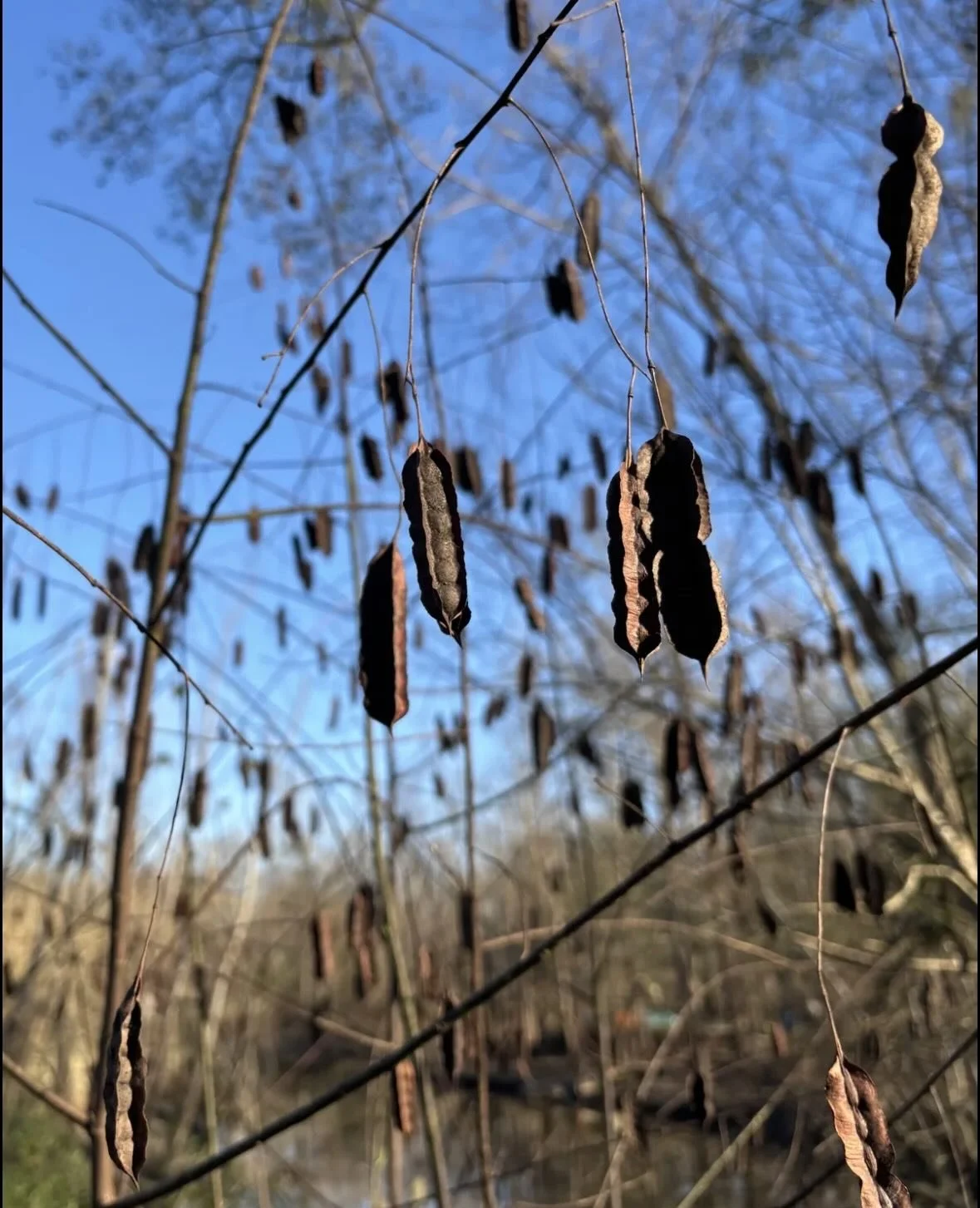 &hellip;Speaking of plants in dormancy🥀, here are a few natives at our ⚜️BR office &ndash;

Can you recognize their skeletons?! 🦴🩻

🌸Slide 2 is swamp rose mallow 
What are the others? 👇🏼👇🏼👇🏼👇🏼👇🏼