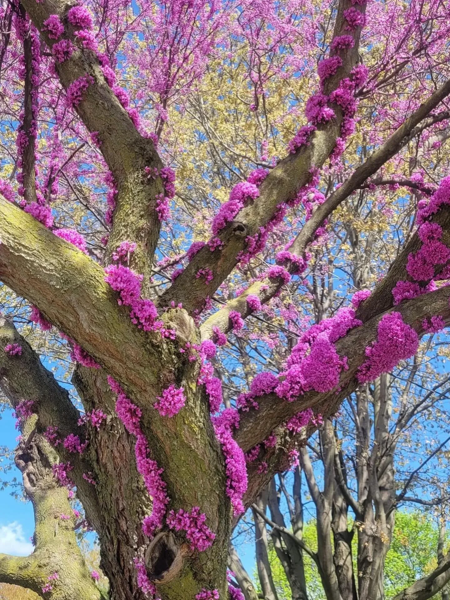 🆔 Eastern redbud, Cercis canadensis! Found throughout the lower Great Plains and eastern United States. It is one of the first trees to flower in the spring, and it does so before its leaves bud. Redbud is a &ldquo;cauliflorous&rdquo; tree, meaning 