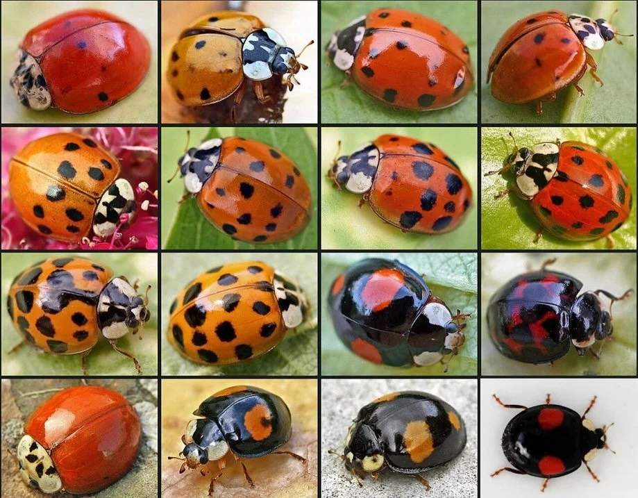 Did y&rsquo;all know it&rsquo;s invasive species week 😖😖🤢🤢🤢

Looks like an innocent little ladybug, right? WRONG ❌✋🏻🤮
This is Harmonia axyridis, or the Asian lady BEETLE 🪲 
This is one of the most variable lady beetle species in the world, wi