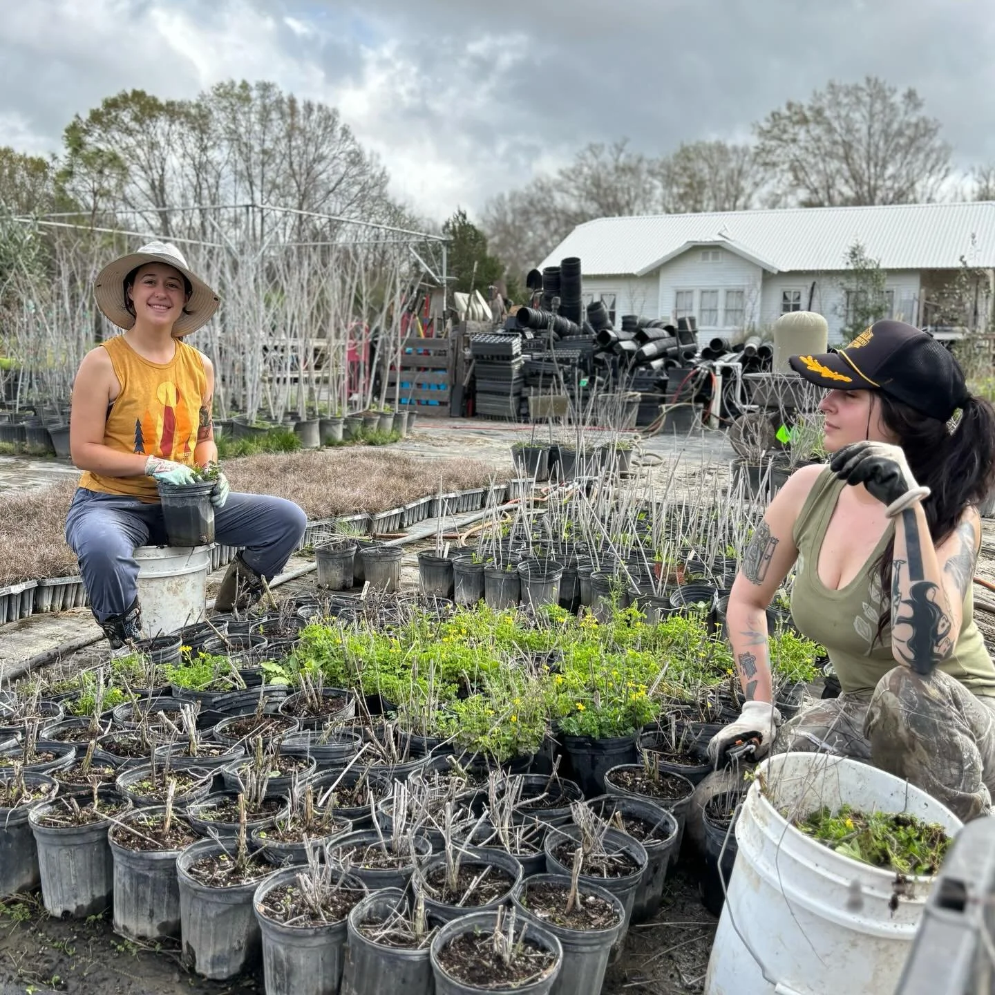 🌱🪏 🌱🪏 🌱🪏 🌱🪏 🌱🪏 🌱🪏 🌱🪏 🌱

Doing some weeding at our nursery today to get ready for our spring sales and installs&mdash;- no pesticides or herbicides in combination with healthy soil encourages natural growth of all kinds!