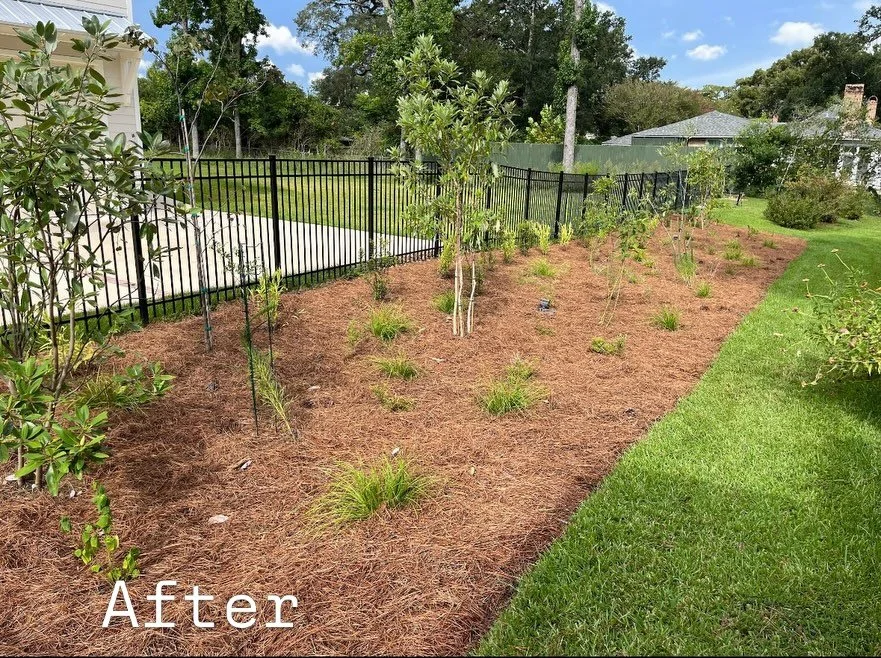 💪🏼Ashlee and Judy did an awesome job with this privacy fence planting out in Evangeline⚜️

🏡🌳After a few non natives were removed and the space tidied up, robust, structural, evergreen shrubs were put in as a natural border area along the entire 