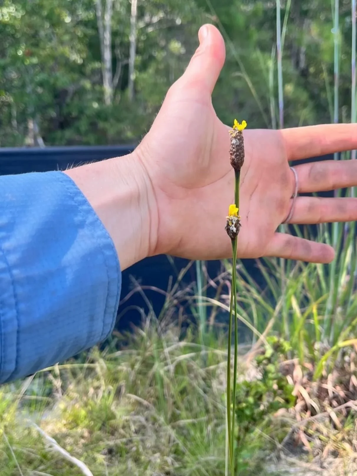 🆔 Xyris spp., or Yellow eyed grass. They are more closely aligned with grasses than they are other flowering plants.
The genus Xyris contains over 250&ndash;300 species of perennial, grass-like bog plants. They also belong in their own family - Xyri