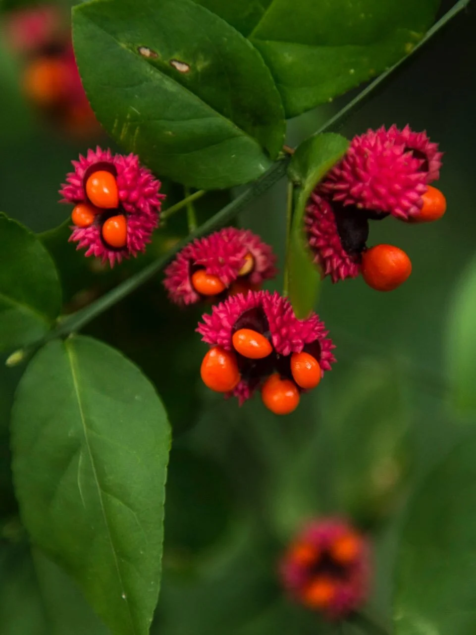 🆔Euonymus americanus aka strawberry bush! Sometimes called hearts-a-bustin&rsquo;! It is species of flowering plant in the family Celastraceae. Native to the eastern United States, with its distribution extending as far west as Texas. 

🍓🌿❤️ 🌿🍓?