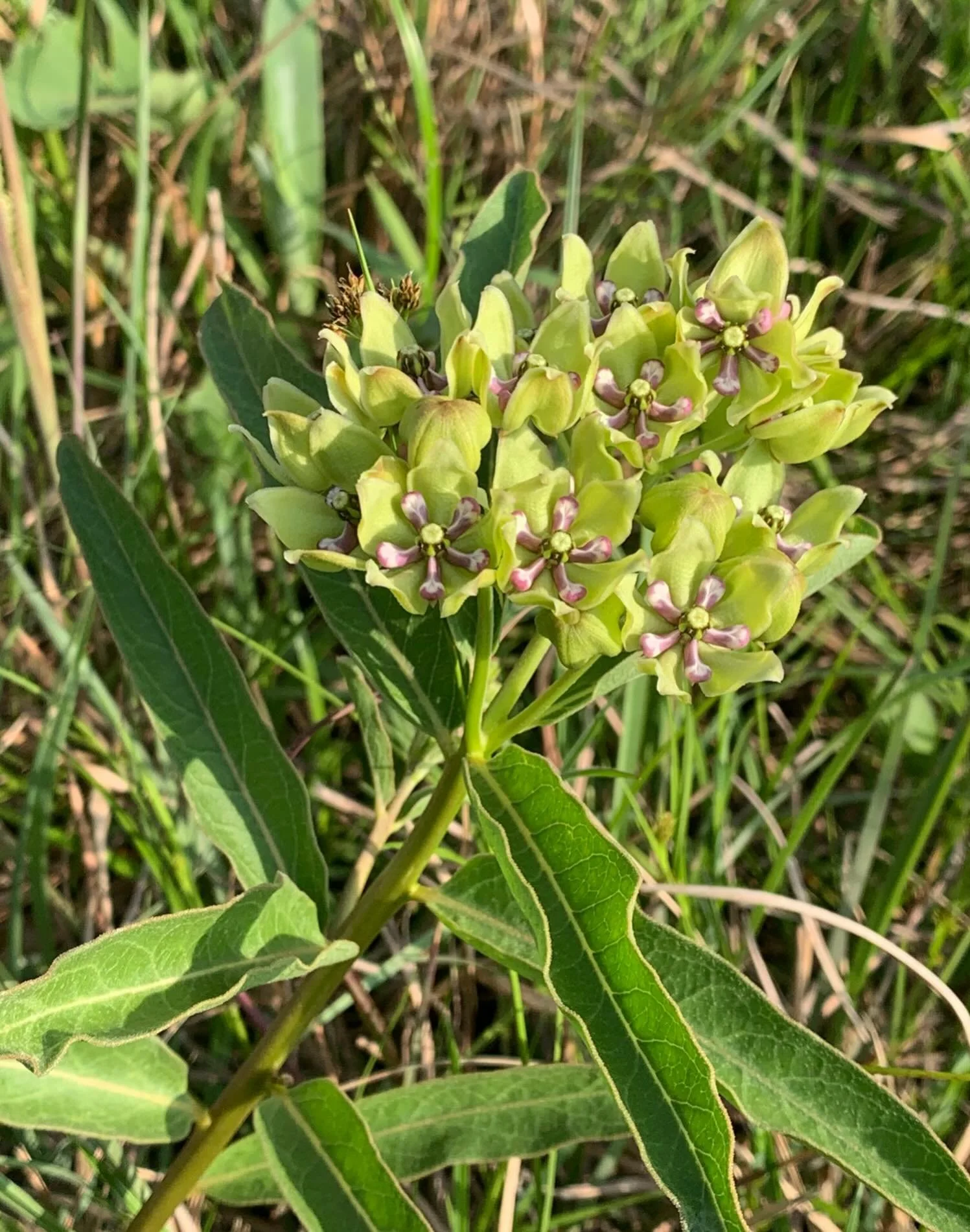 🆔Asclepias viridis aka green milkweed, green antelopehorn or spider milkweed! It is a species of milkweed in the dogbane family. Native to the midwestern, south central and southeastern United States, as well as to the southeastern portion of the we