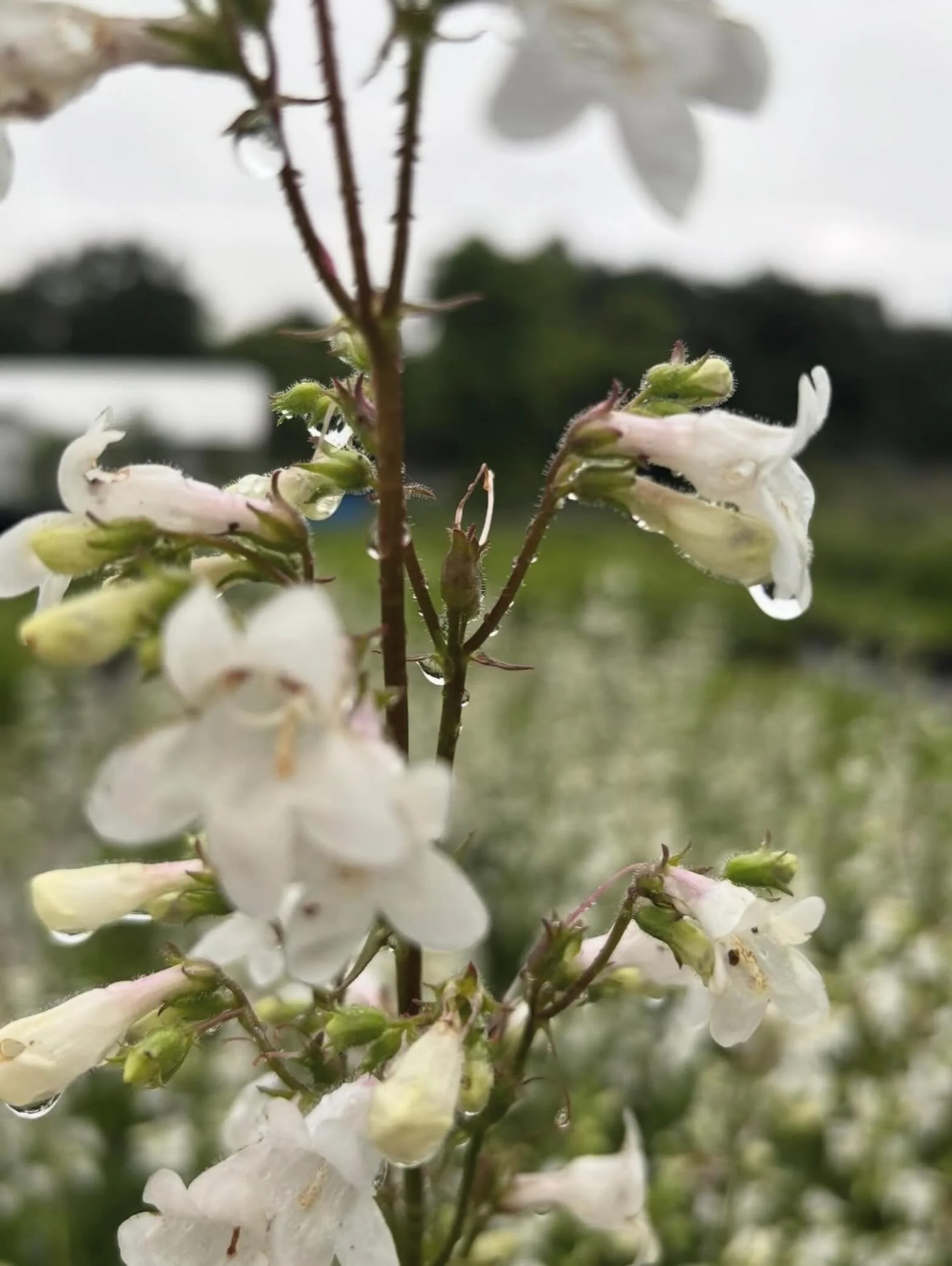 🆔Penstemon digitalis aka foxglove beardtongue! It is a species of flowering plant in the plantain family, Plantaginaceae. It is a native of the Mississippi basin and its occurrences in Canada and the eastern United States are introductions. Because 