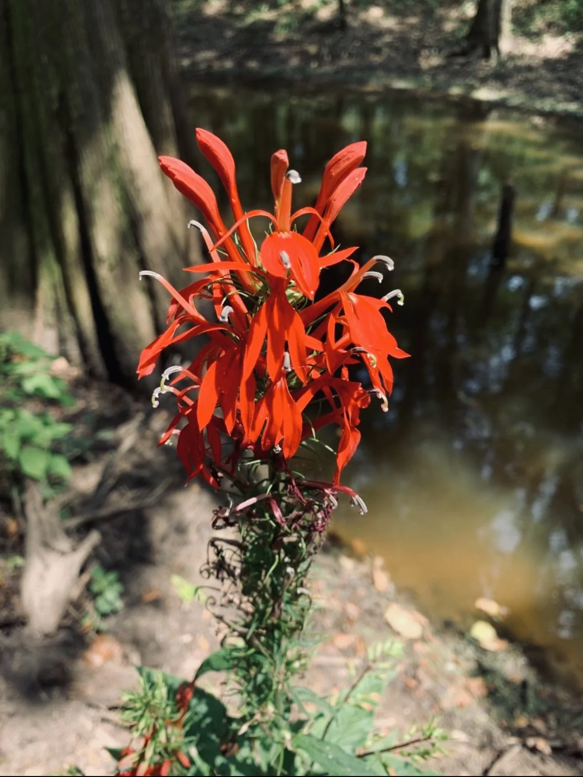 Cardinal Flower