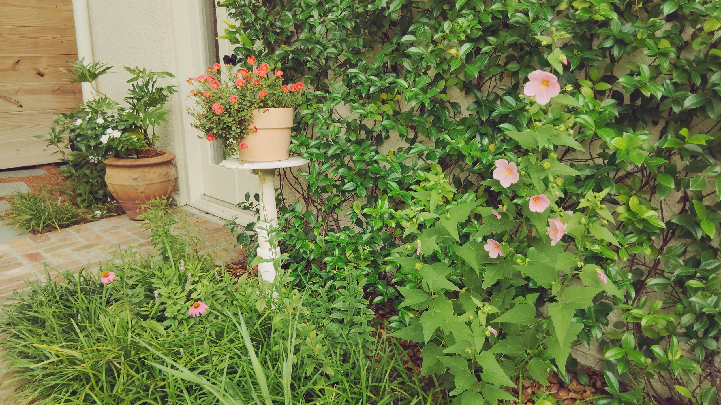 native-pollinator-plants-courtyard-wall-new-orleans-garden-design.jpg