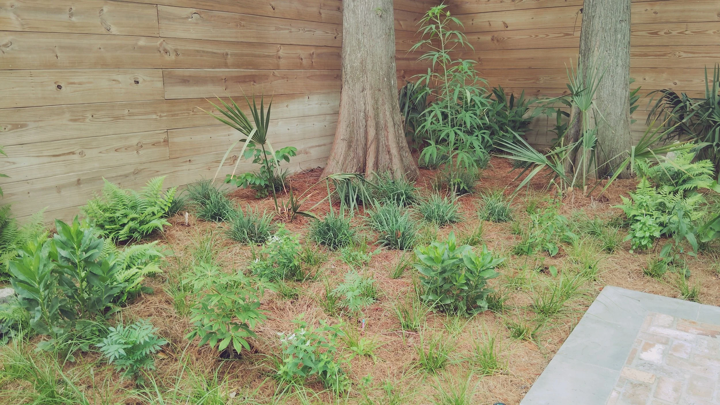 louisiana-native-planting-bed-dwarf-palmetto-bald-cypress.jpg