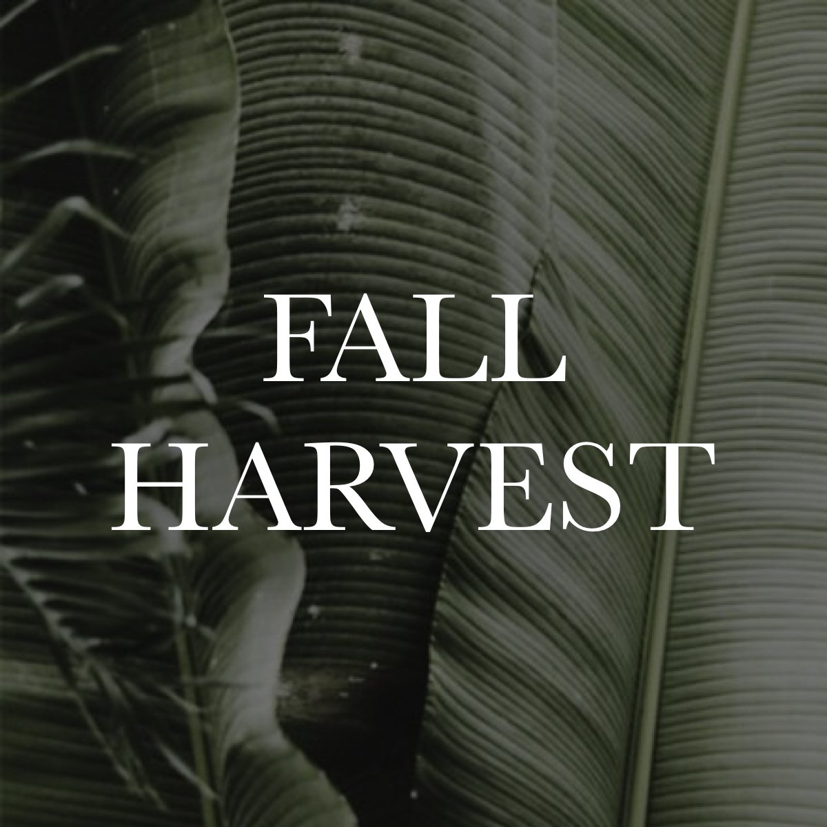 FALL HARVEST
