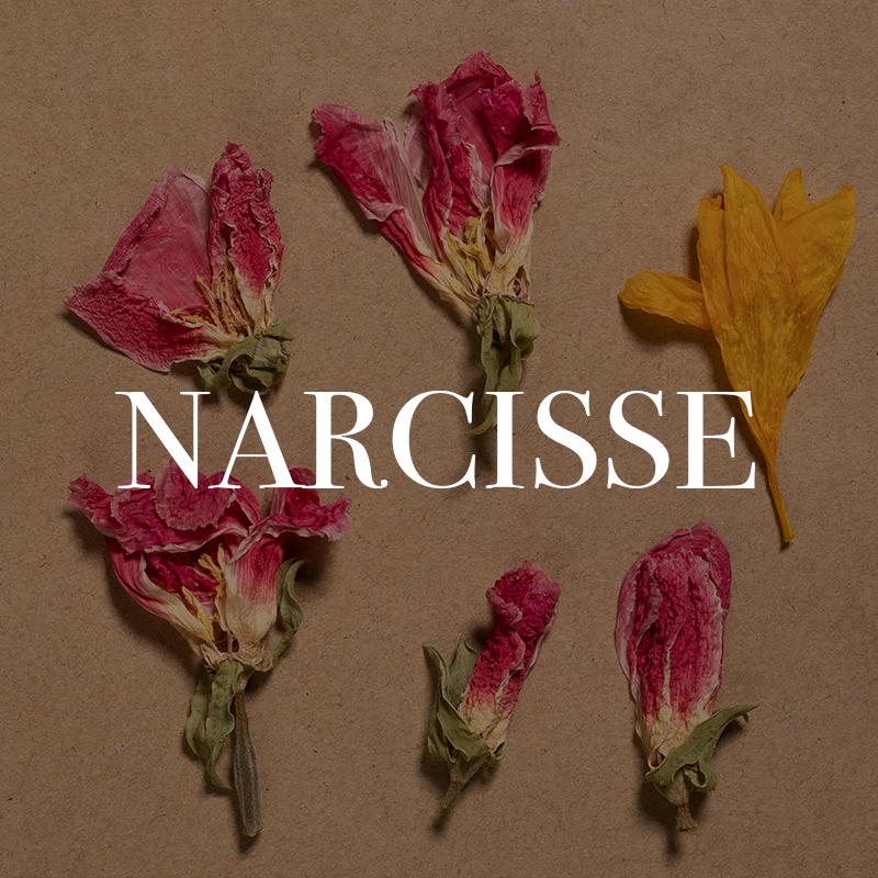 perfume-w-narcisse.png
