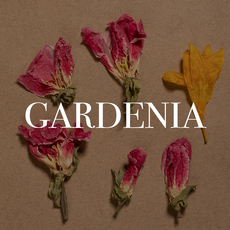 GARDENIA