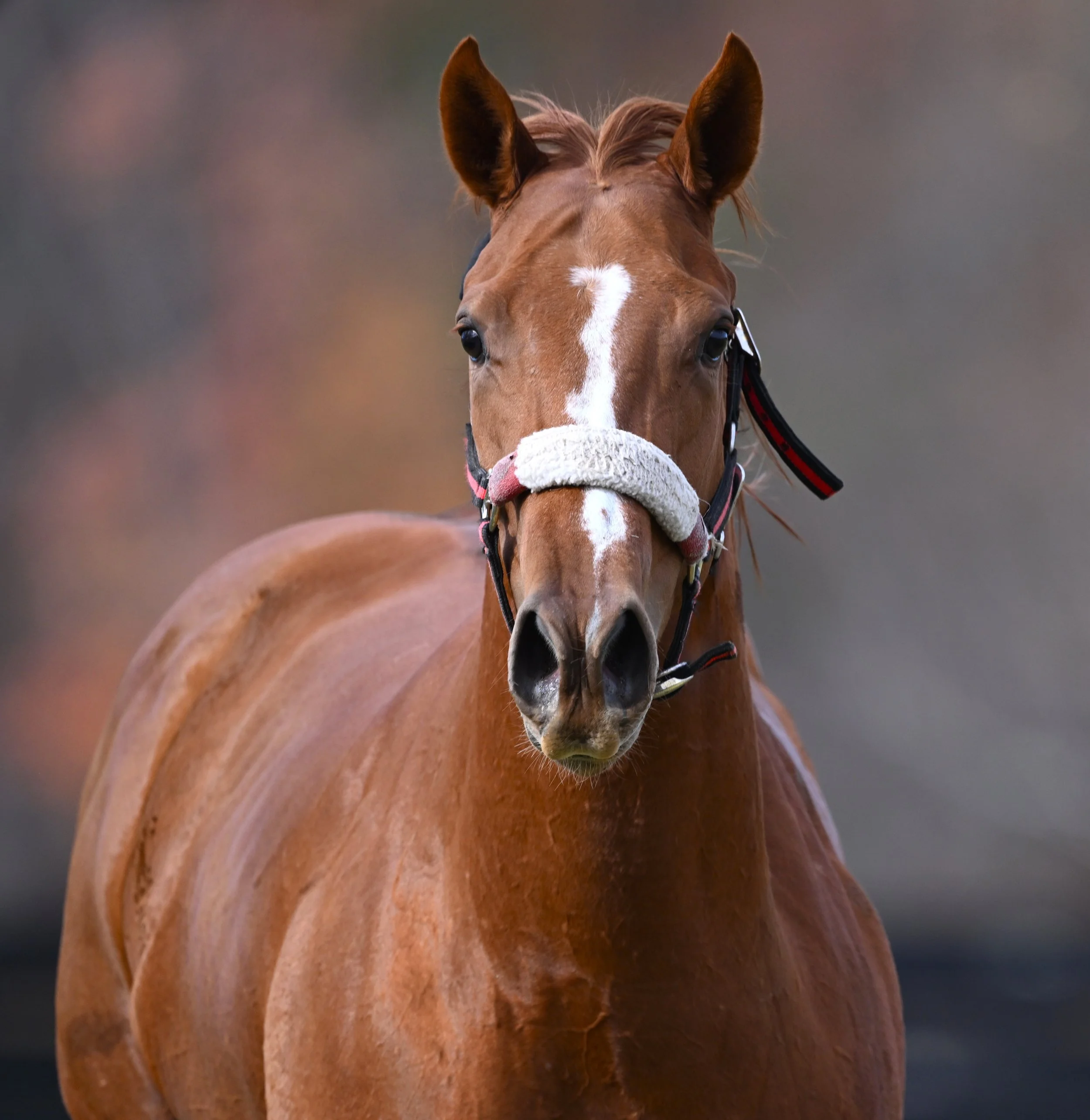 ARINATA Nov 5 2025   .JPG