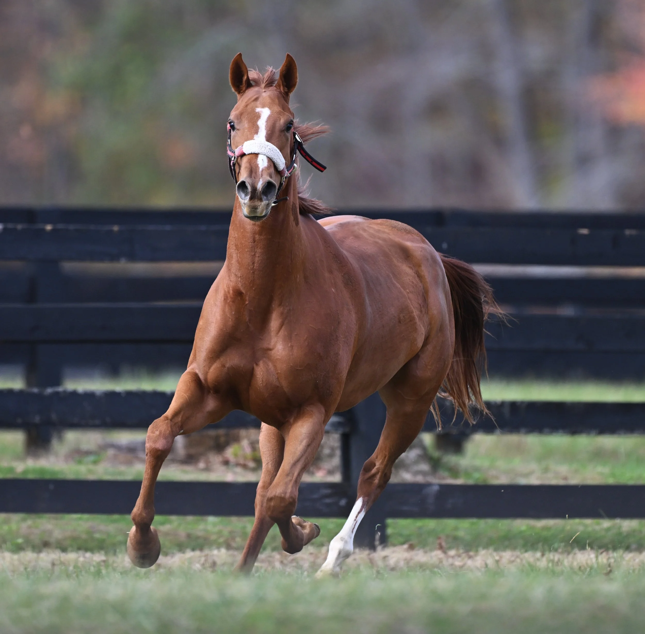 ARINATA Nov 5 2025     .JPG