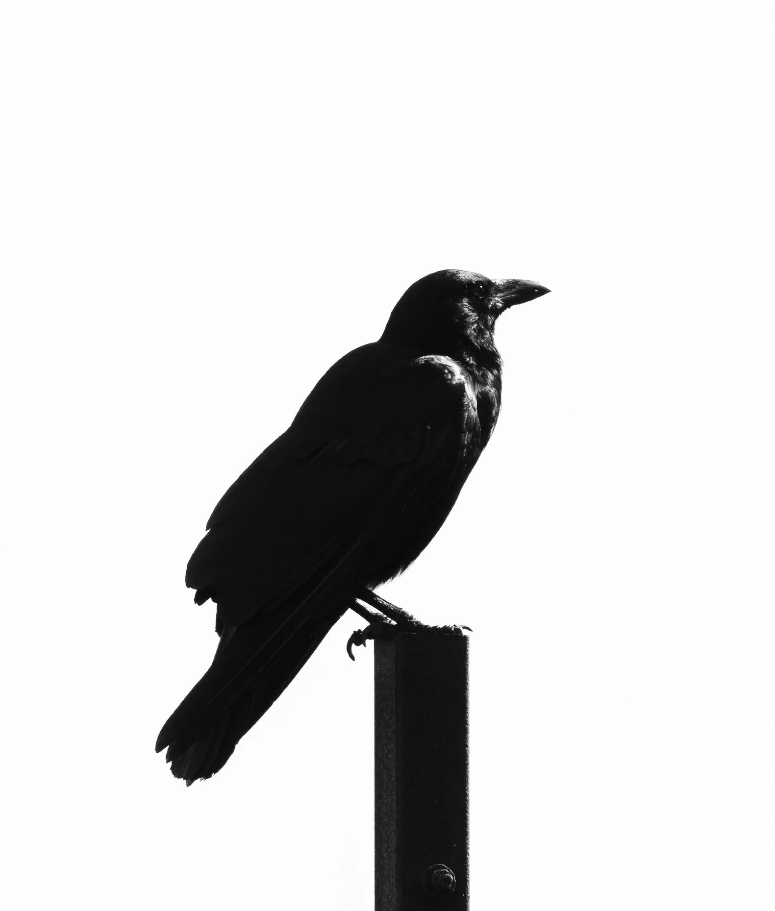 Fog and Crows