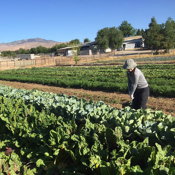 Desert Farming Initiative